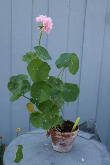 Billede af plante